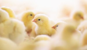 Viele Küken, scharf und unscharf zu erkennen
